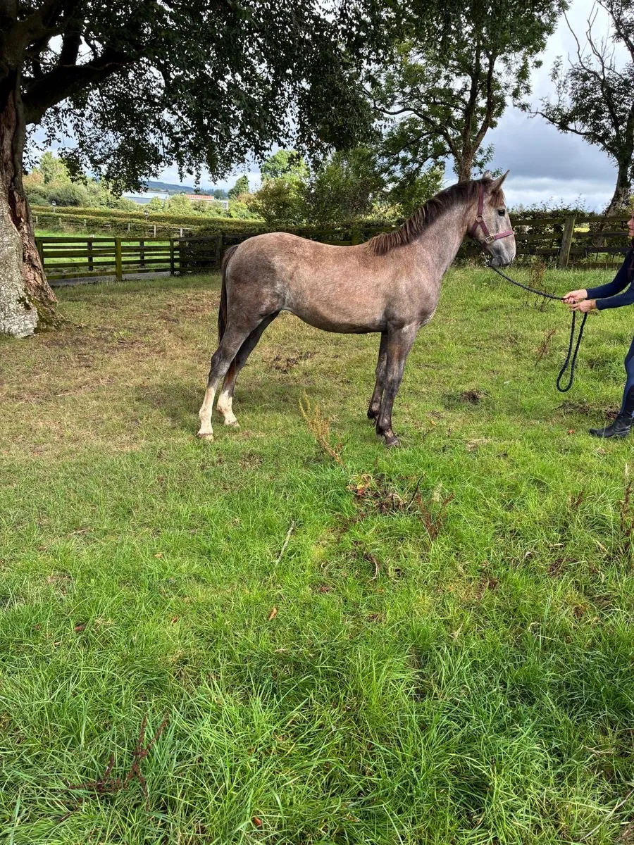 Yearling irish draught filly - Image 2