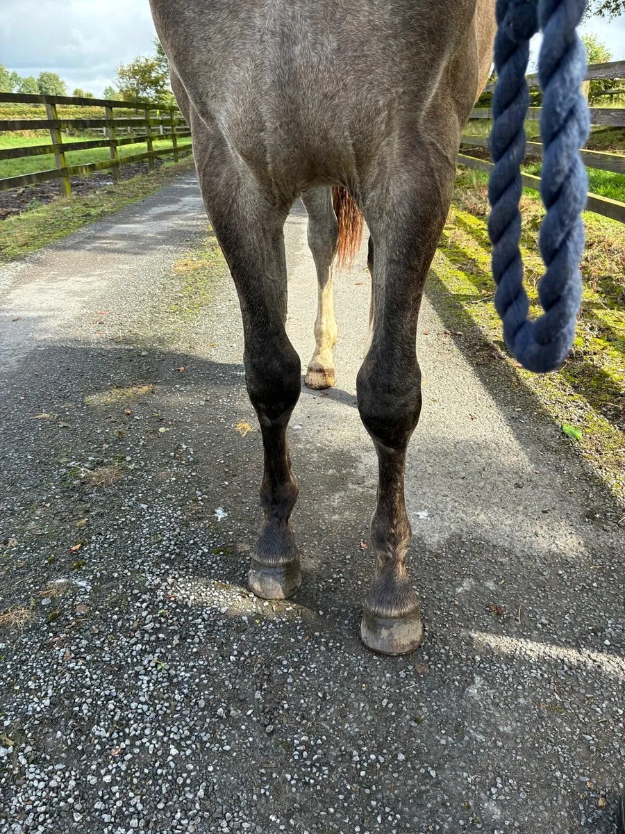 Yearling irish draught filly - Image 4