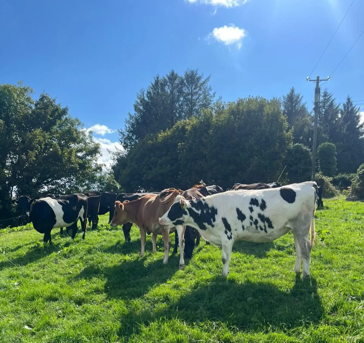 8 In calf heifers - Image 4