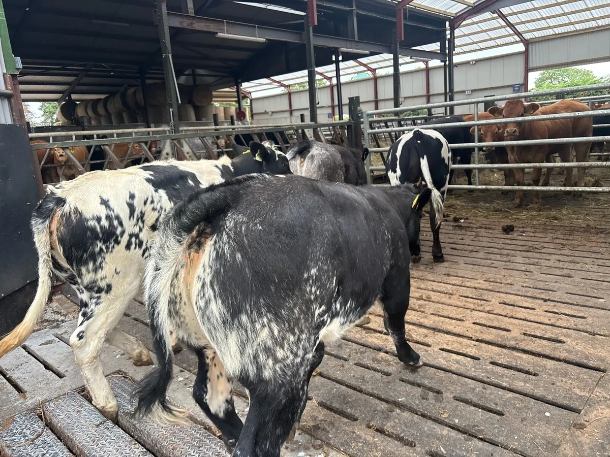4 super u grade blue heifers - Image 2