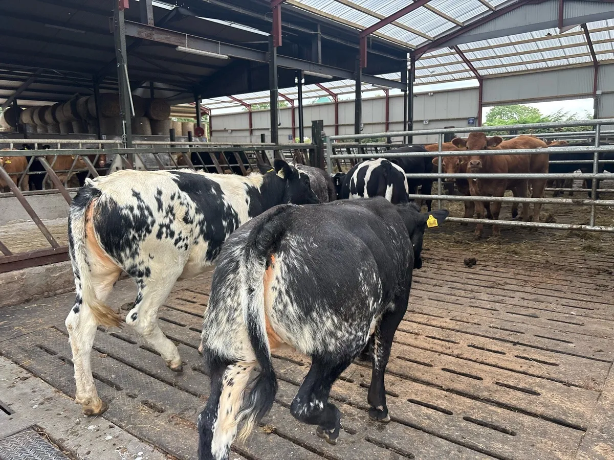 4 super u grade blue heifers - Image 3