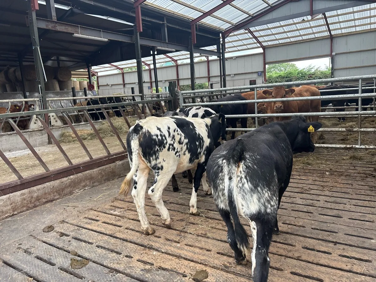 4 super u grade blue heifers - Image 4