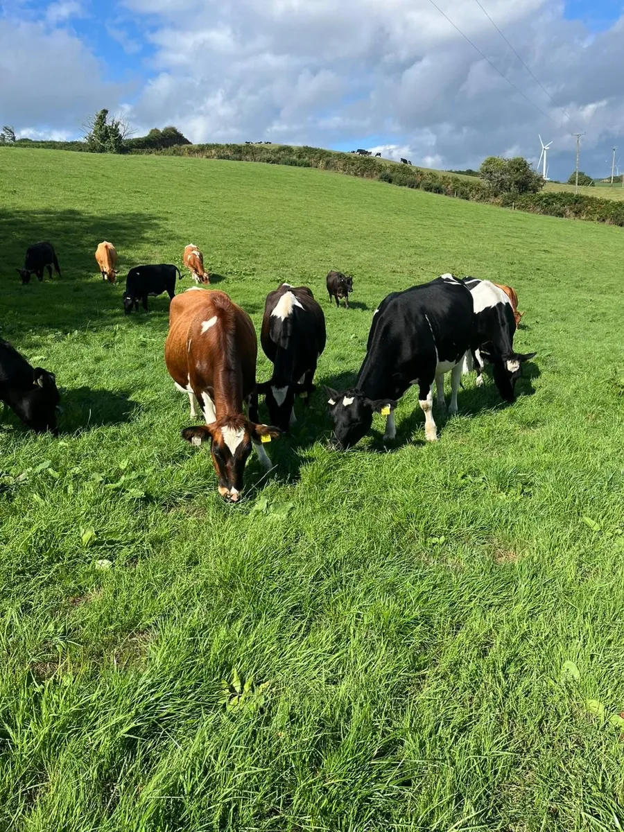 8 In calf heifers - Image 1