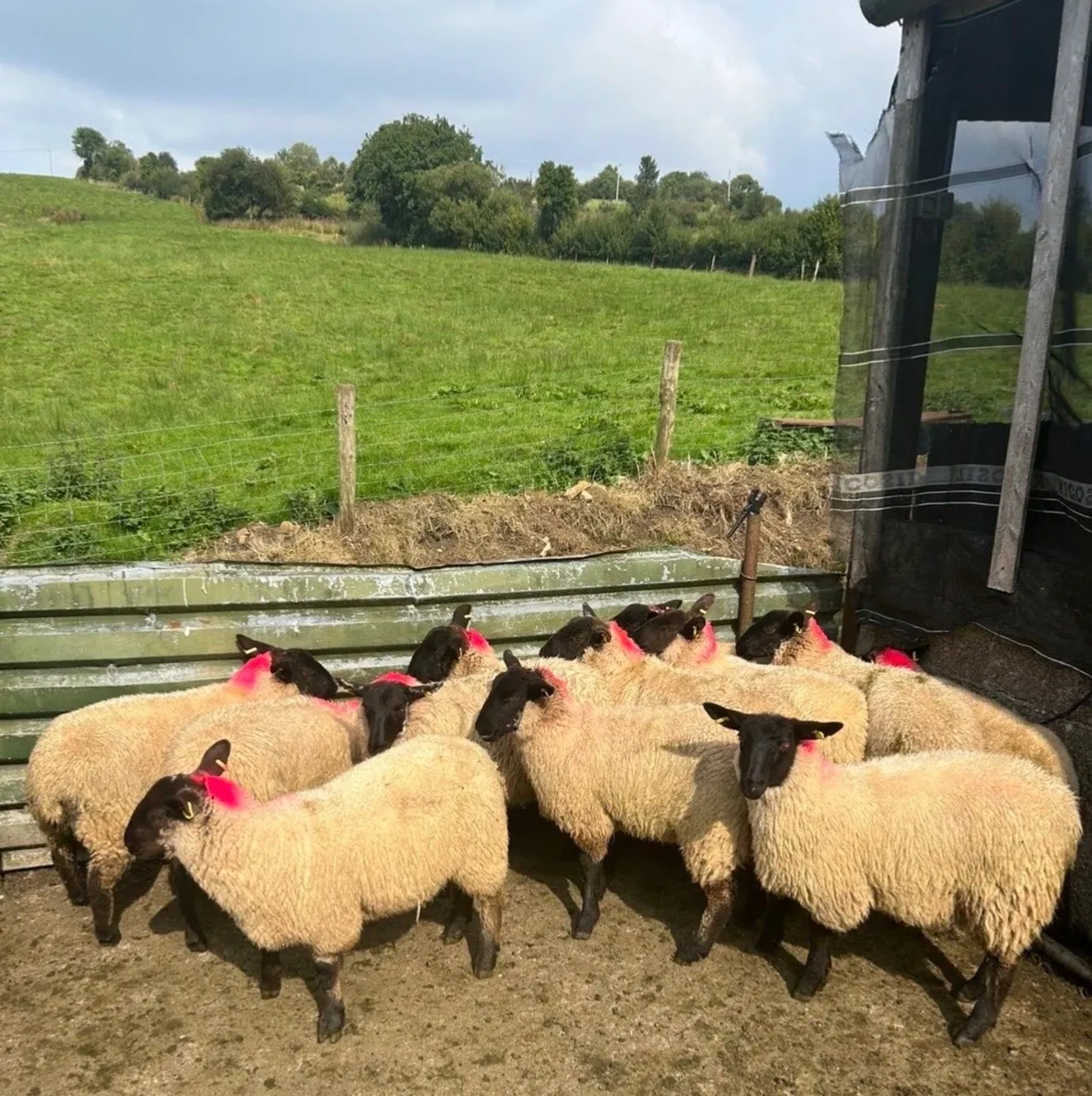 24 Suffolk Ewe Lambs - Image 1