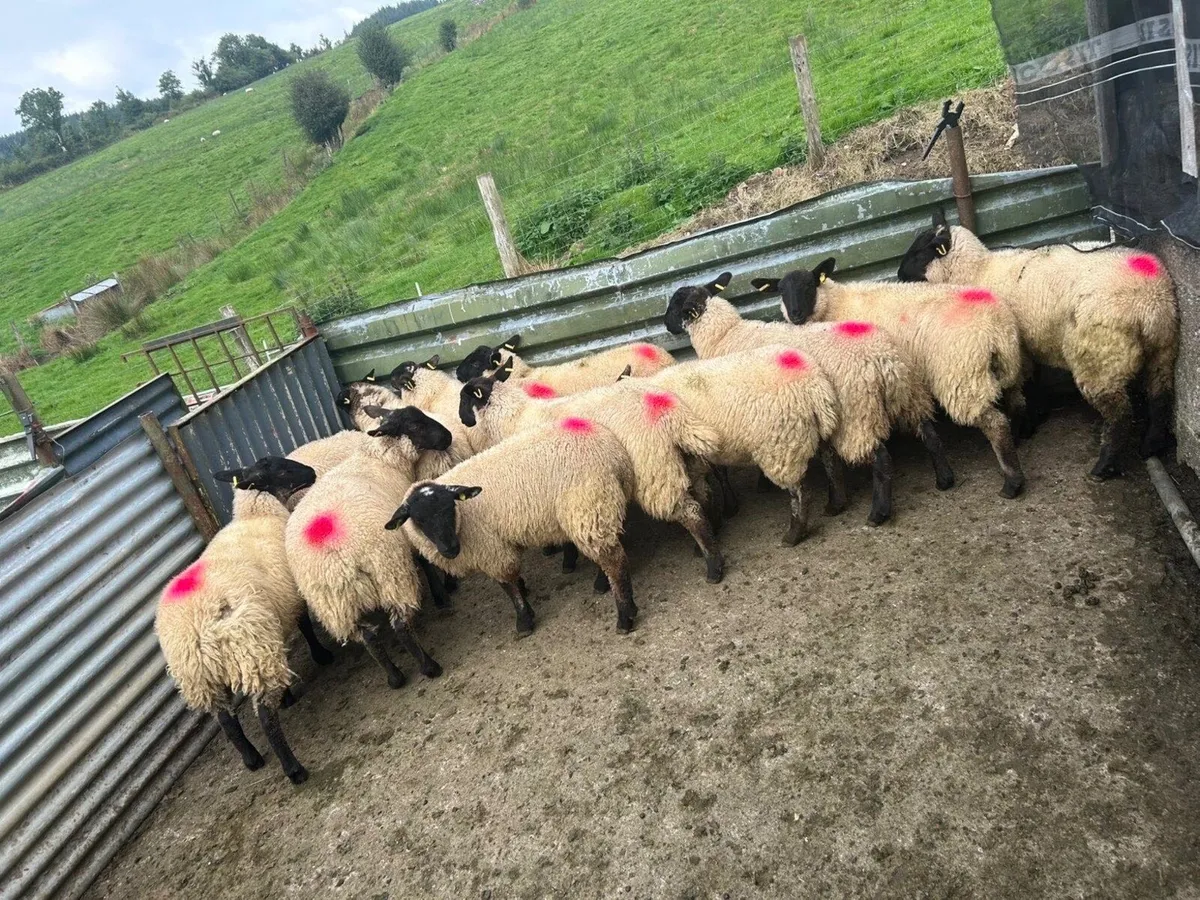 24 Suffolk Ewe Lambs - Image 2