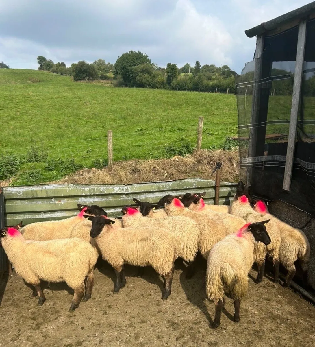 24 Suffolk Ewe Lambs - Image 3