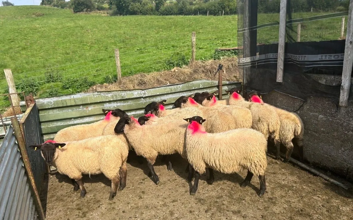 24 Suffolk Ewe Lambs - Image 4