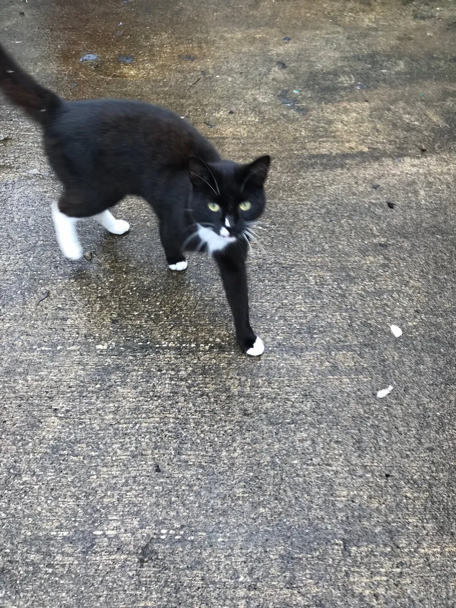 Kitten - Image 2