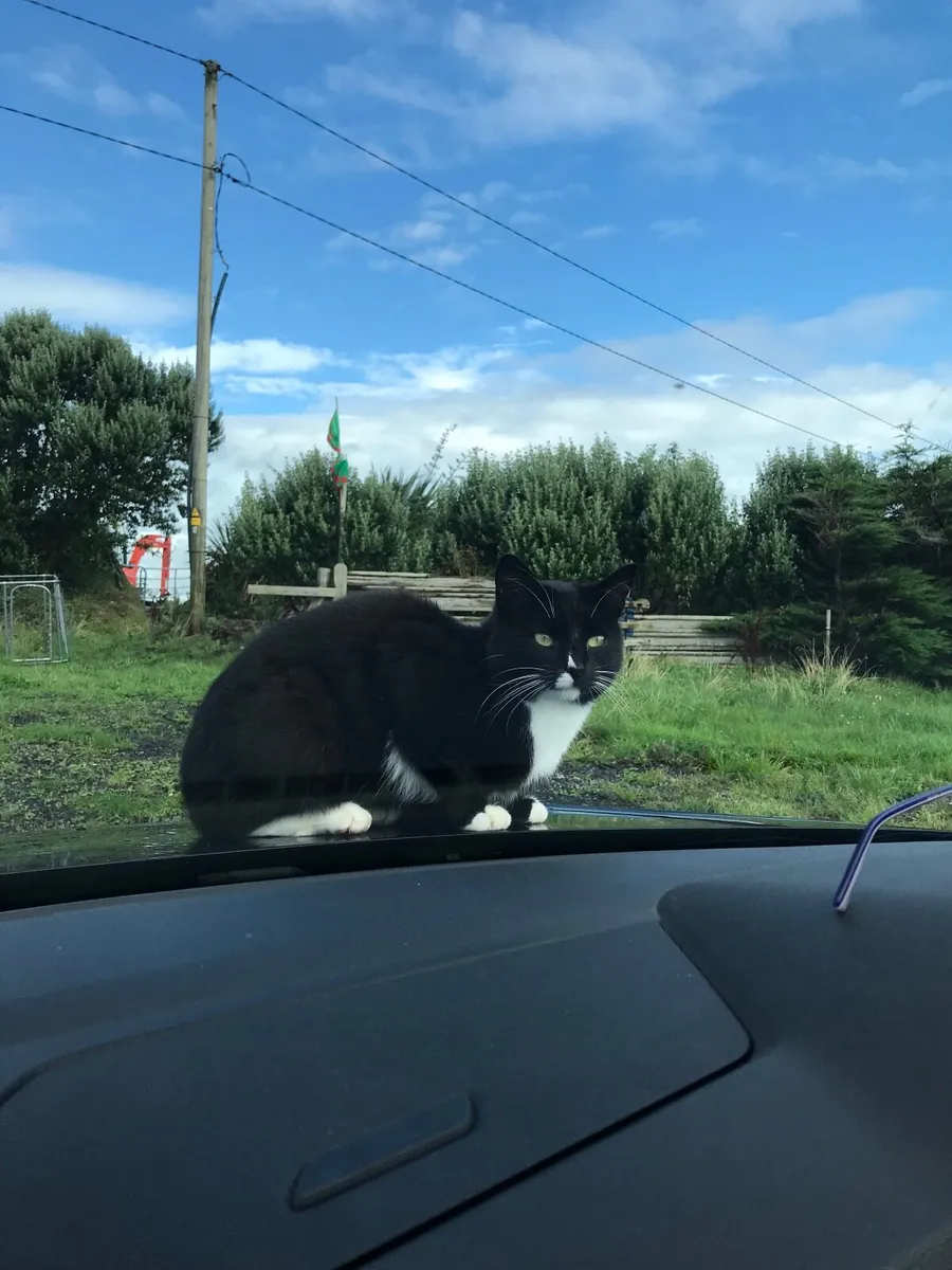 Kitten - Image 1