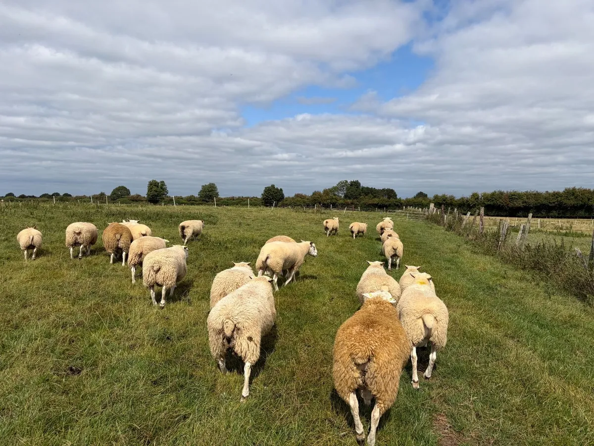 Selection of Belclare Rams - Image 1