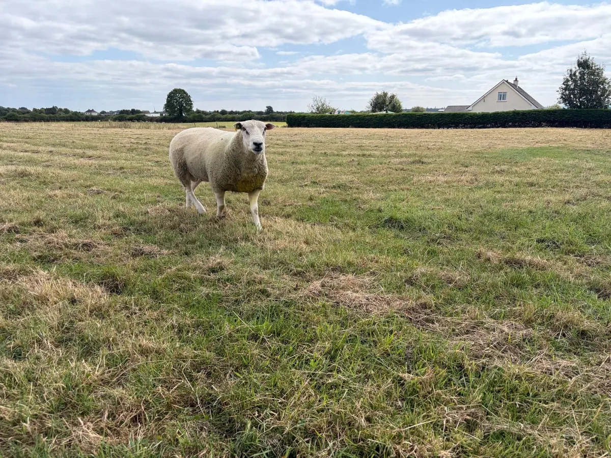 Selection of Belclare Rams - Image 2