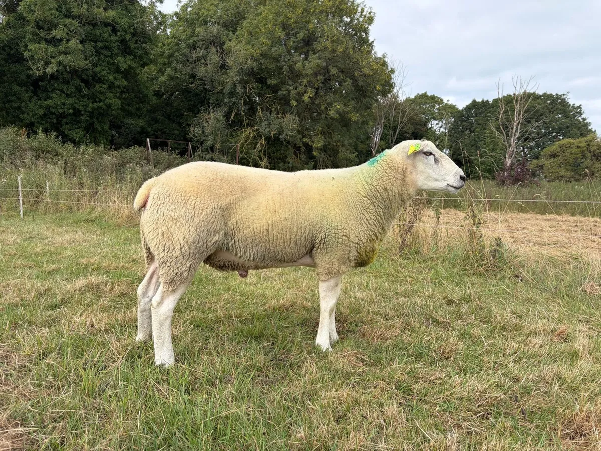 Selection of Belclare Rams - Image 3