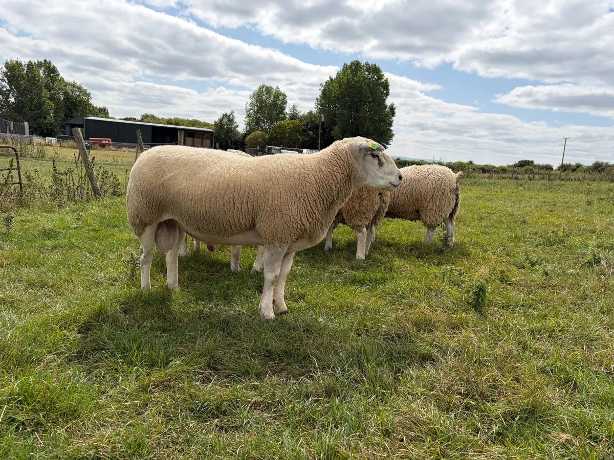 Selection of Belclare Rams - Image 4
