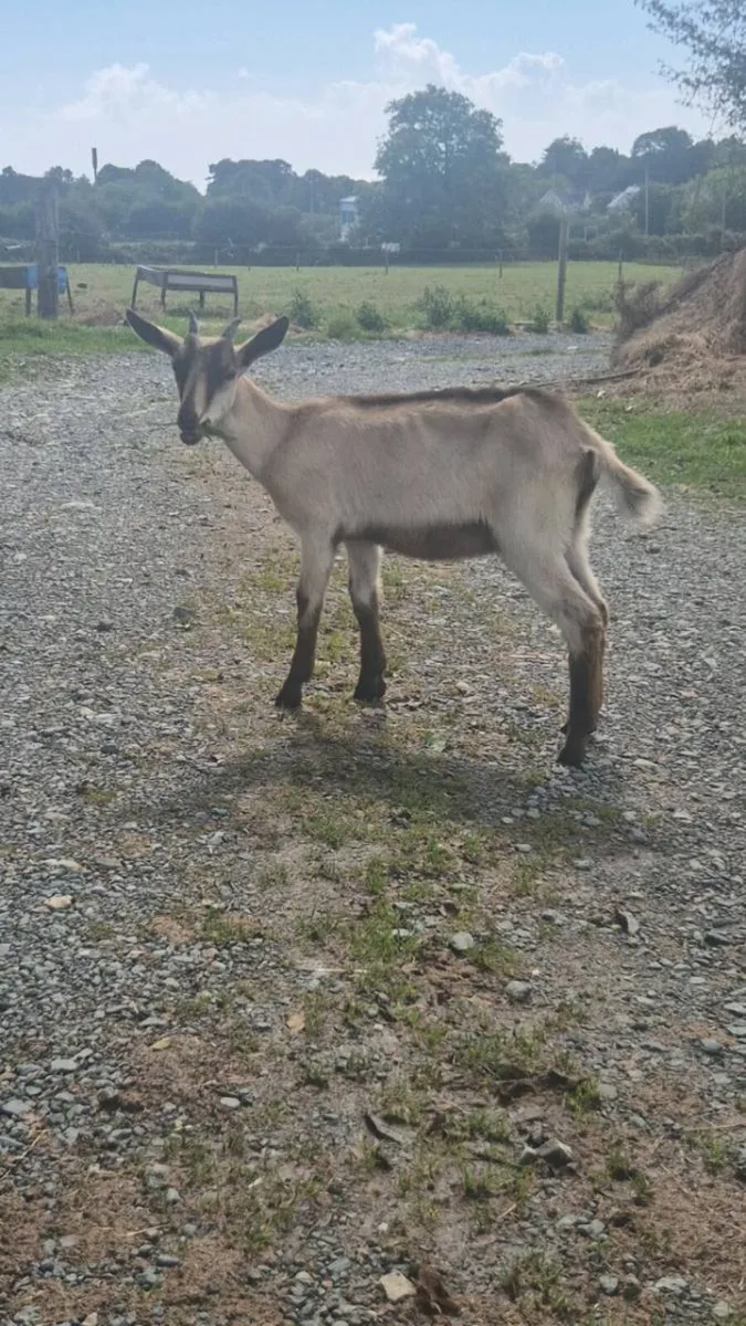 Female goat and puck - Image 1