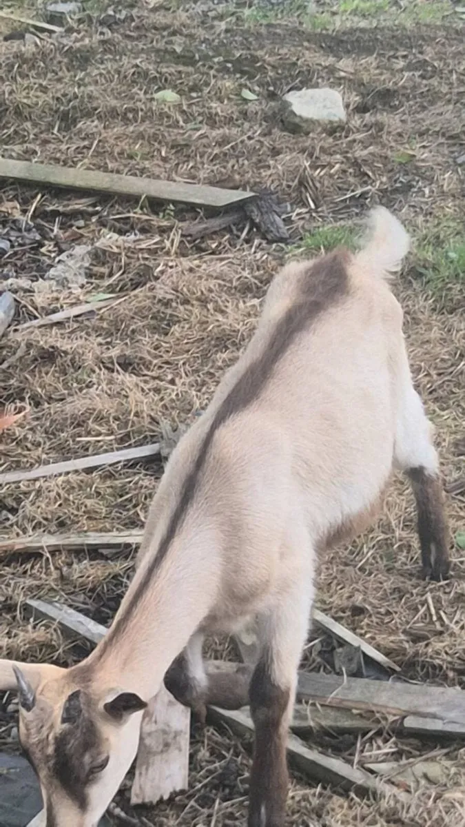 Female goat and puck - Image 2