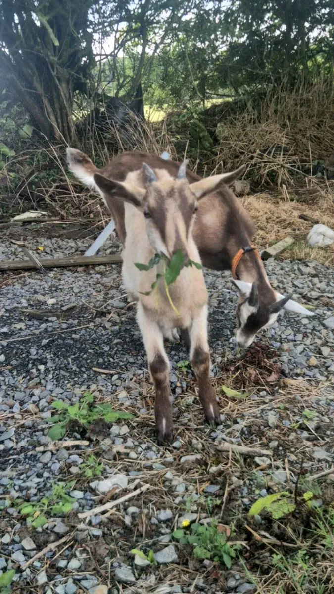 Female goat and puck - Image 3