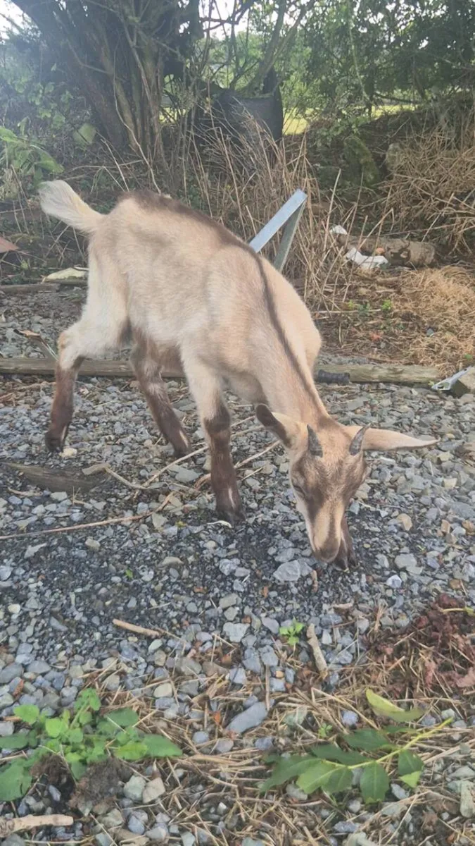 Female goat and puck - Image 4
