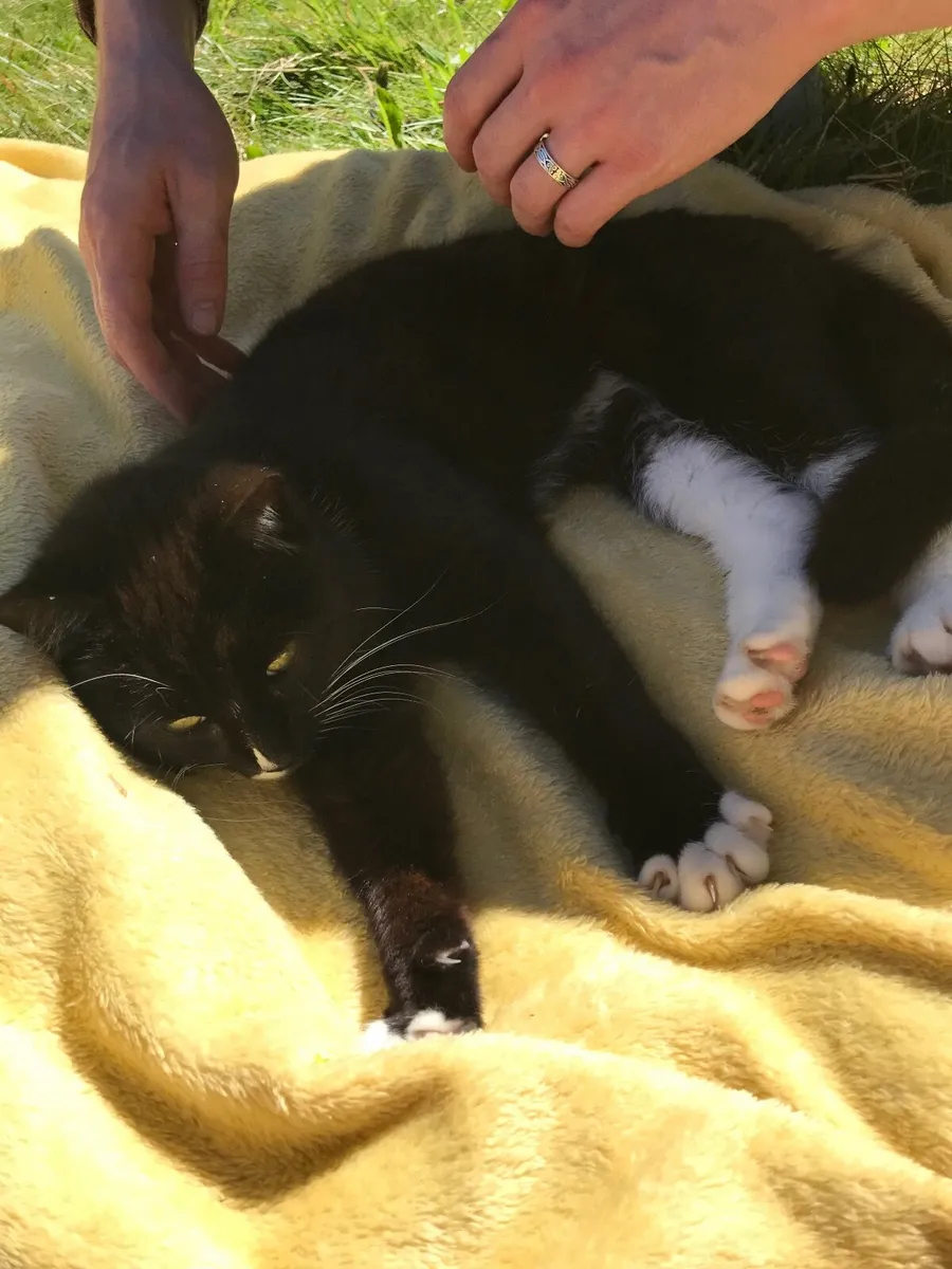 Kitten - Image 3