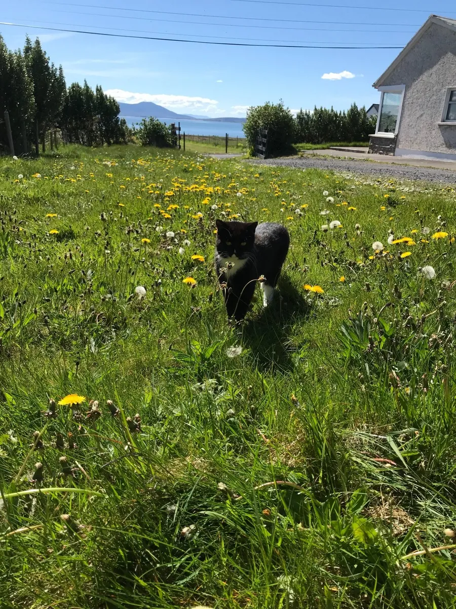 Kitten - Image 4