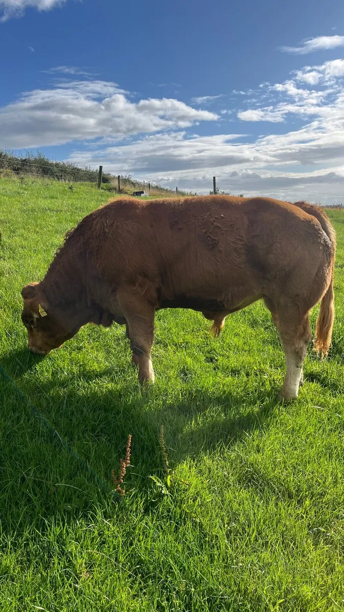 PBR Angus & Limousin bulls - Image 2