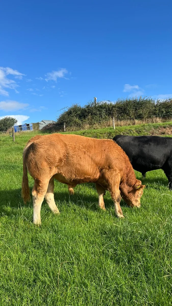 PBR Angus & Limousin bulls - Image 1
