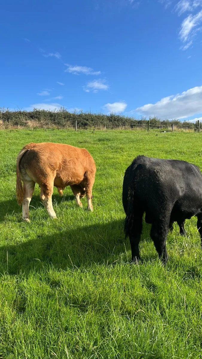 PBR Angus & Limousin bulls - Image 2