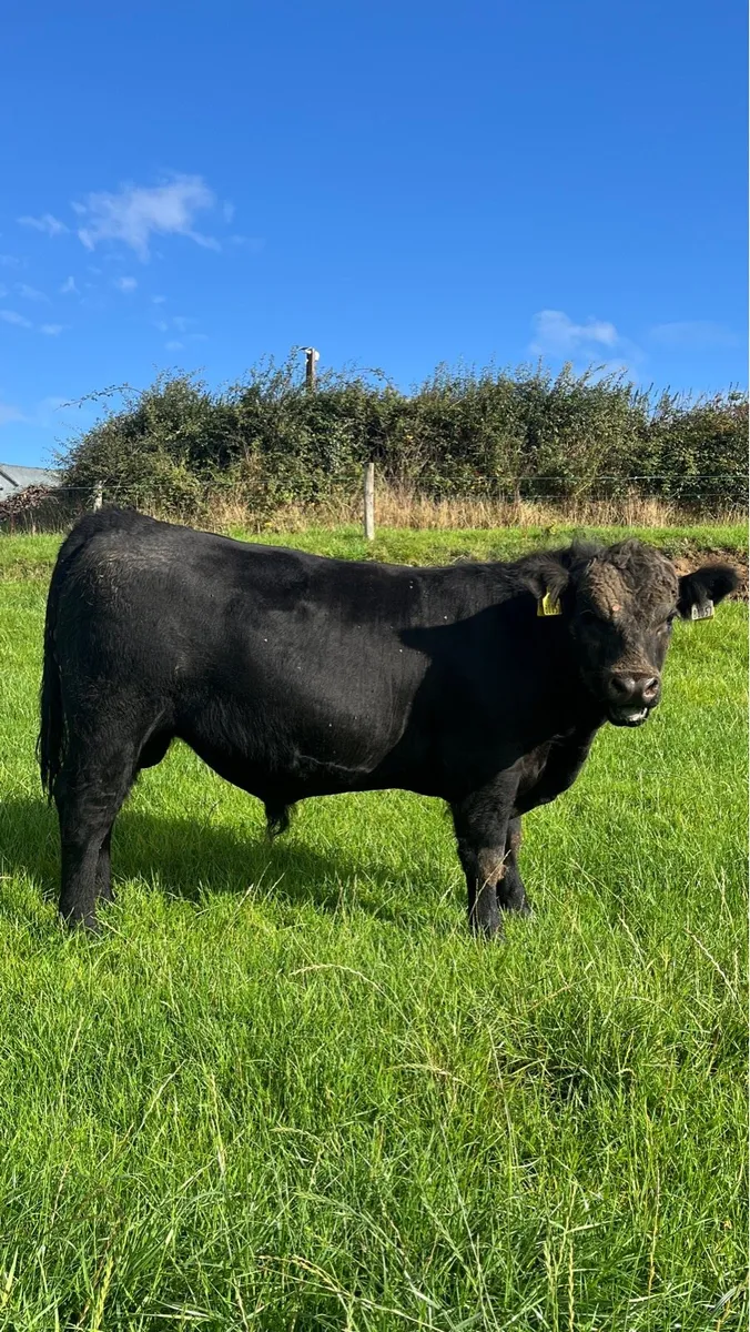 PBR Angus & Limousin bulls - Image 3