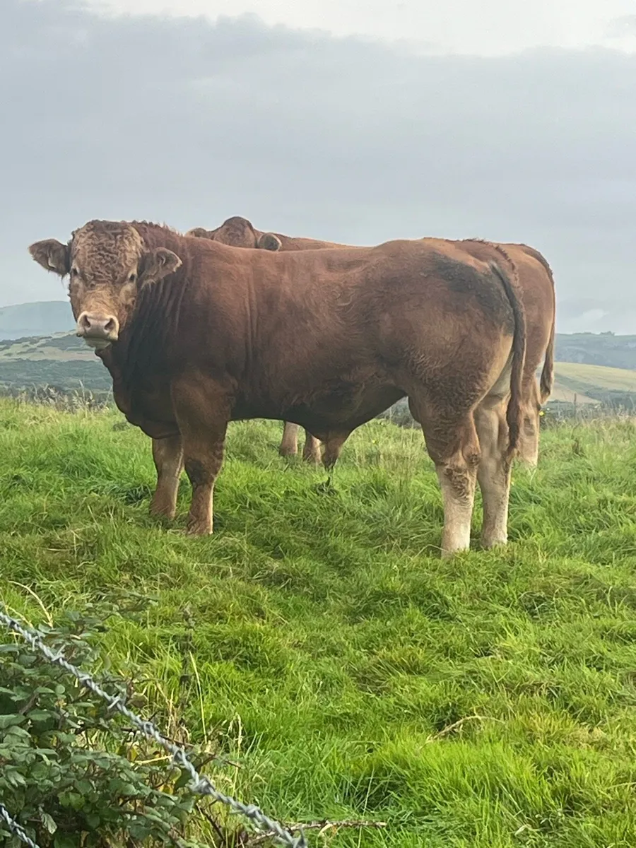 Limousine bull for Milford mart 5th September - Image 1