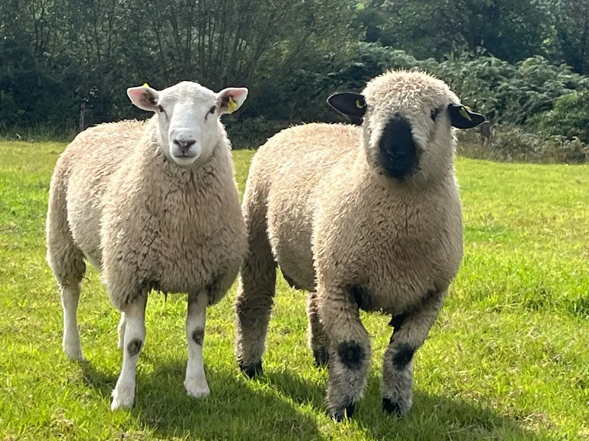Pedigree Registered Belclare and Hampshire Rams - Image 1