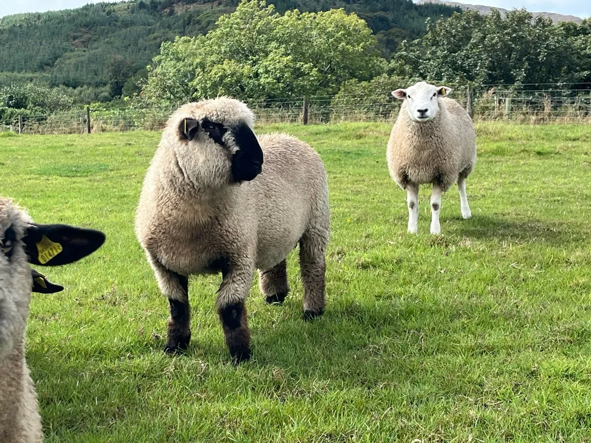 Pedigree Registered Belclare and Hampshire Rams - Image 4
