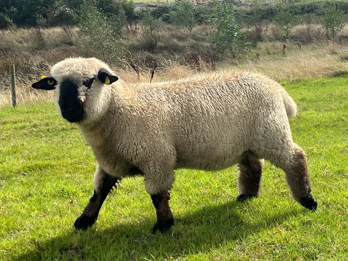 Pedigree Registered Belclare and Hampshire Rams - Image 2