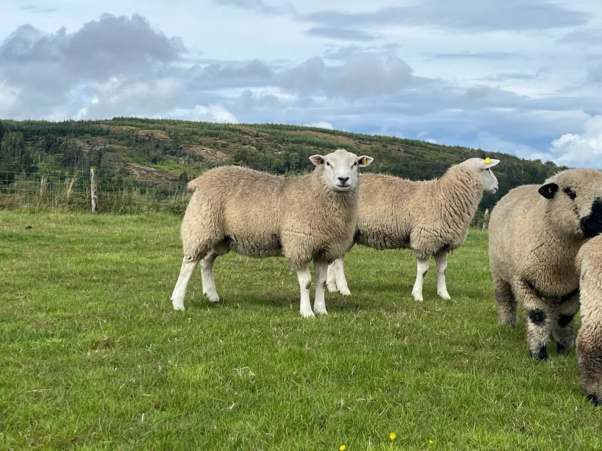 Pedigree Registered Belclare and Hampshire Rams - Image 3
