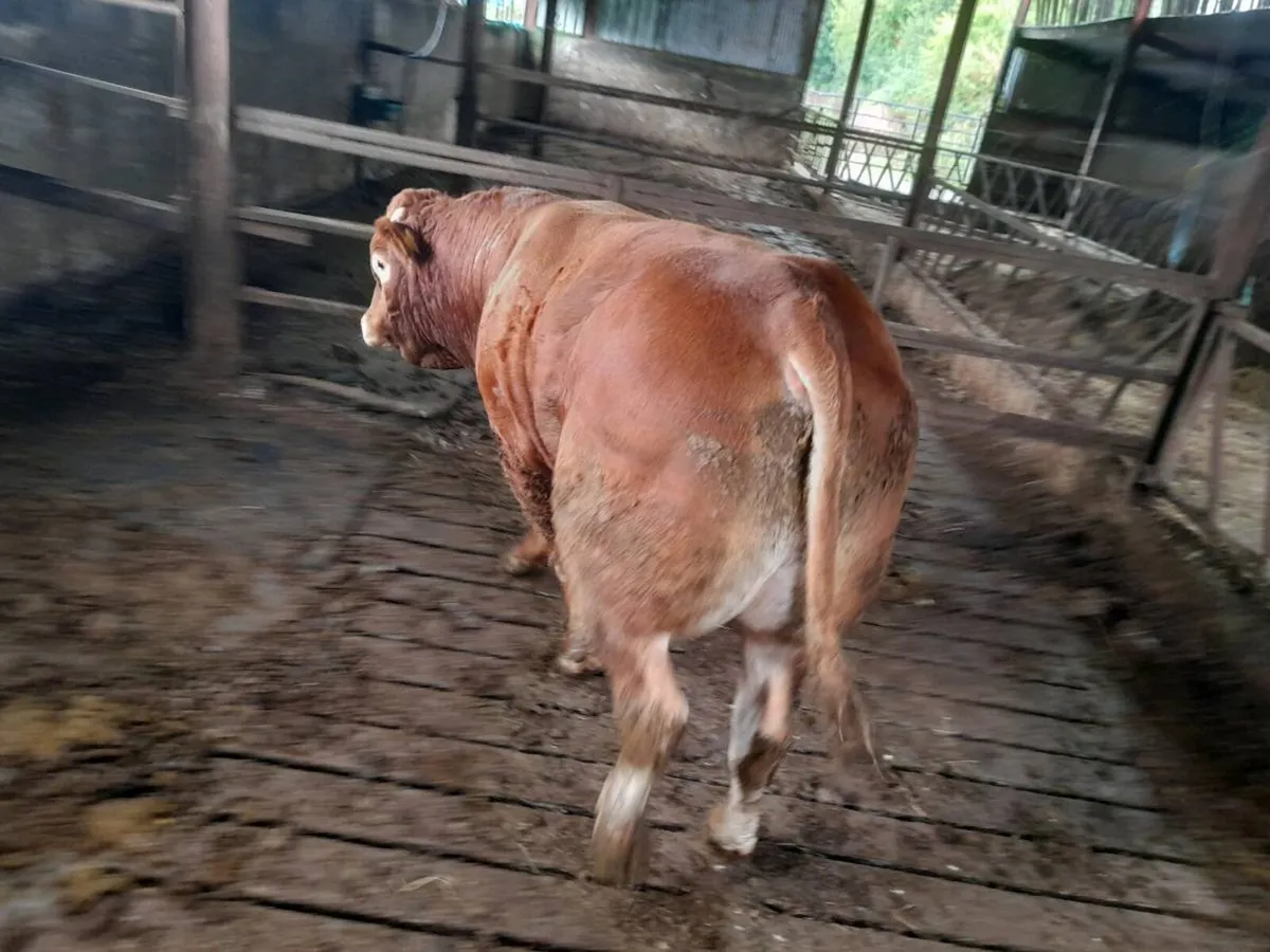 PBR Limousin Bull - Image 3