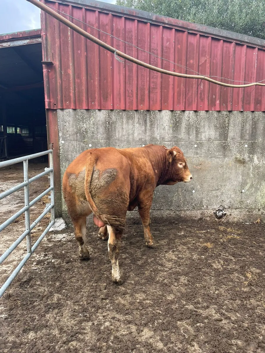 PBR Limousin Bull - Image 2