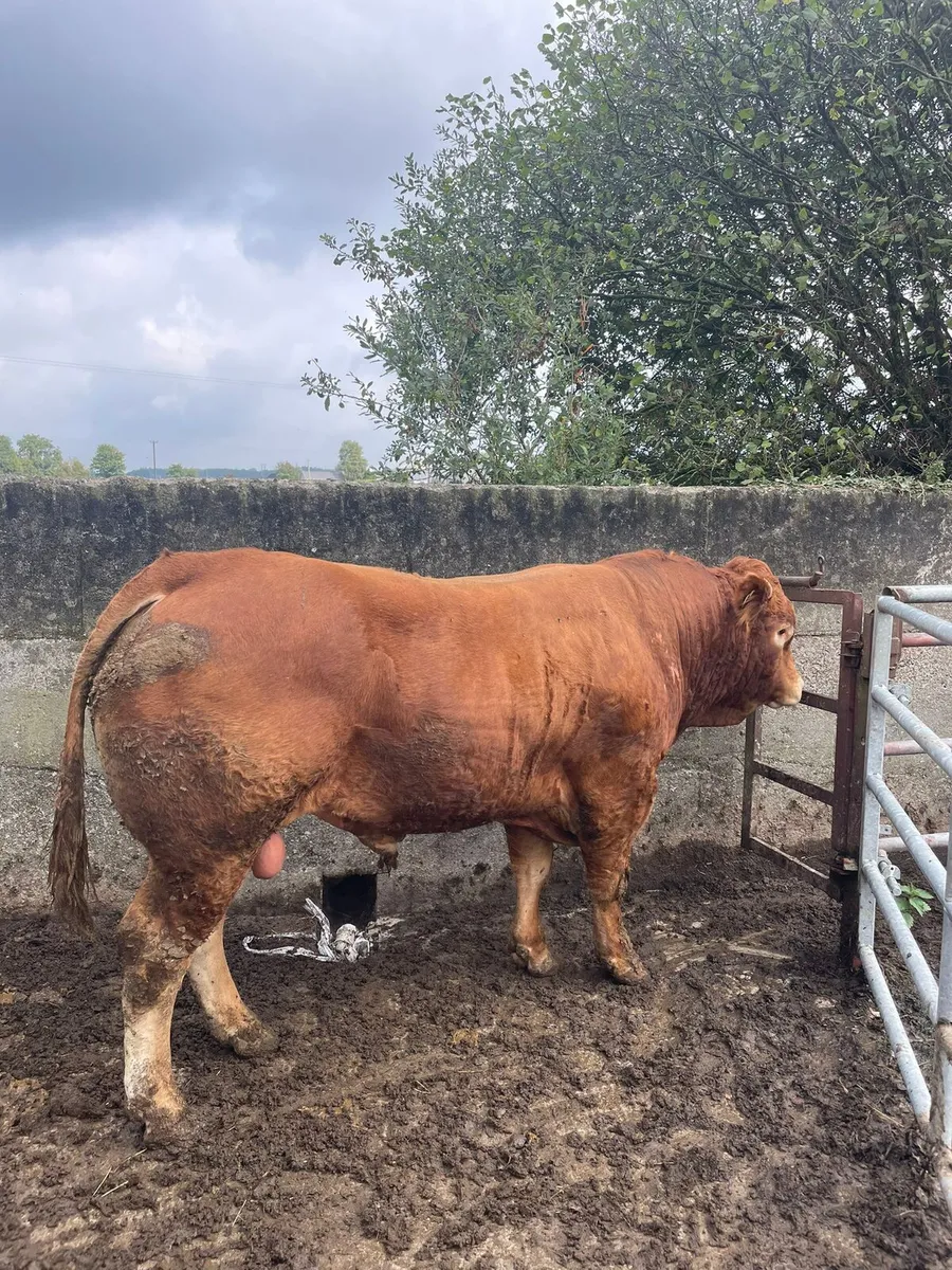 PBR Limousin Bull - Image 1
