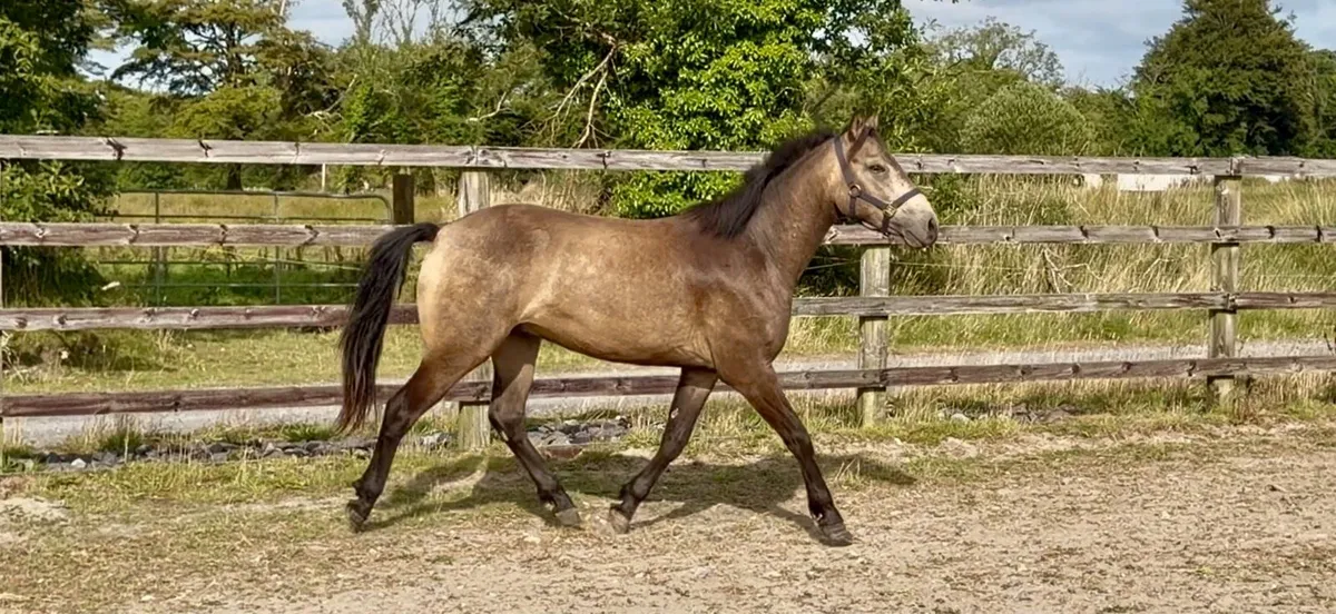 Quality dun registered connemara gelding. - Image 3