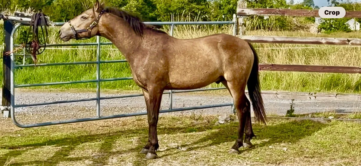 Quality dun registered connemara gelding. - Image 2