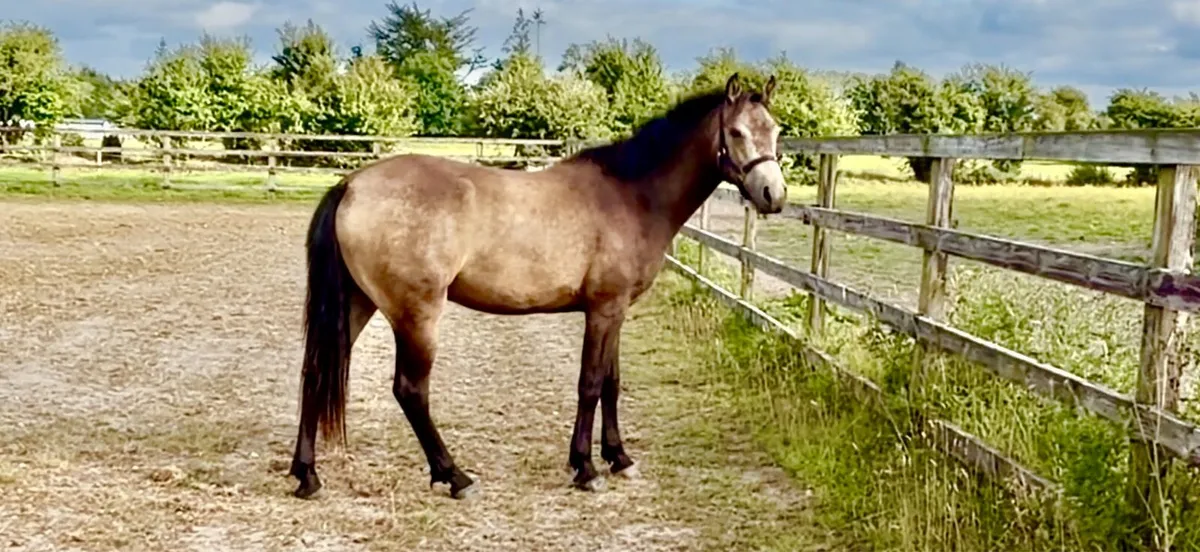 Quality dun registered connemara gelding. - Image 1