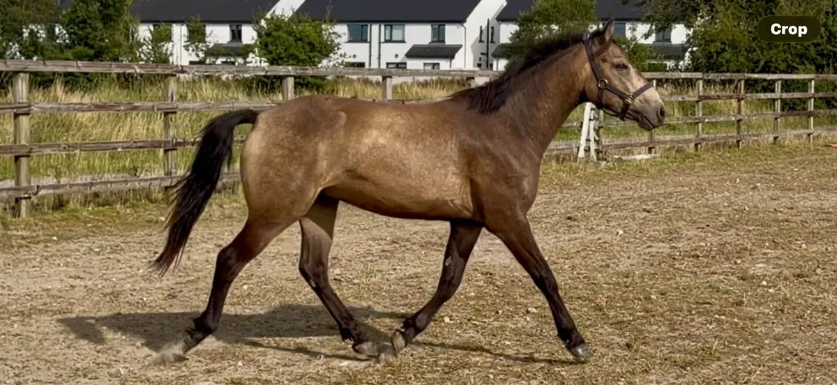 Quality dun registered connemara gelding. - Image 4