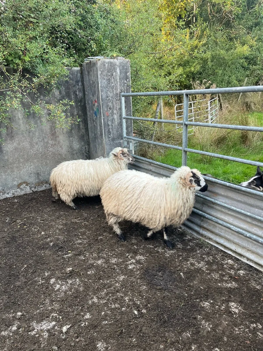 Sheep - Image 1