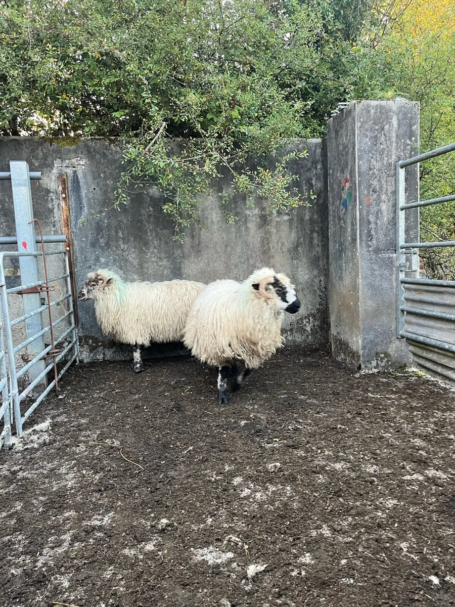 Sheep - Image 2