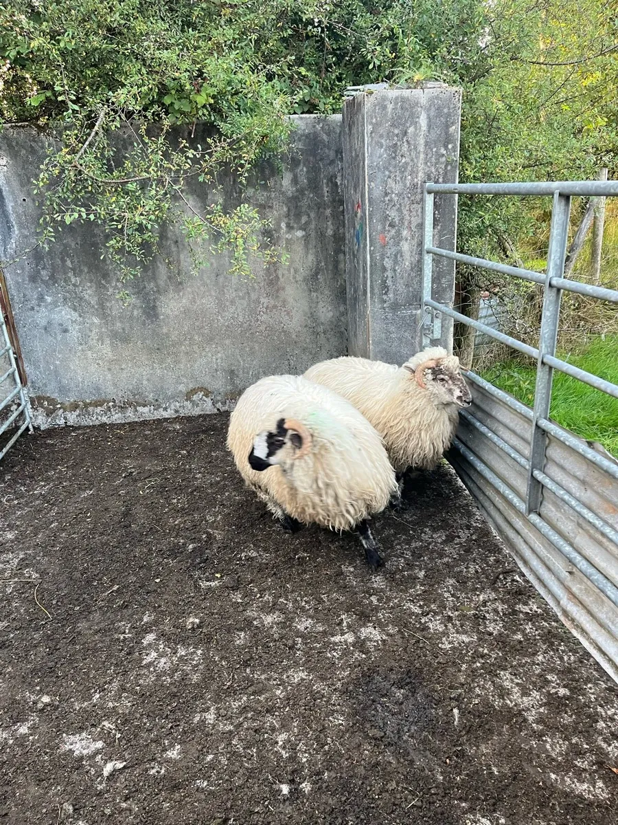 Sheep - Image 3