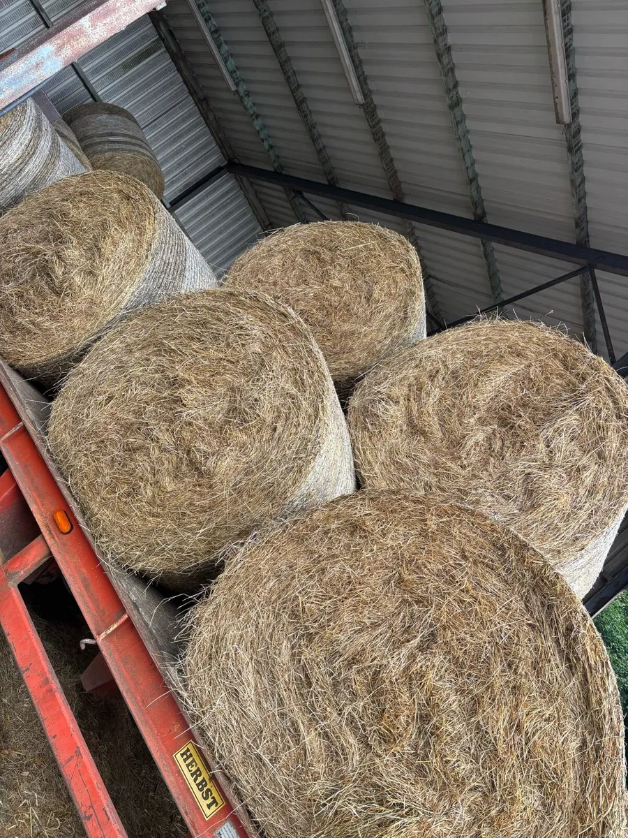 Hay - Image 2