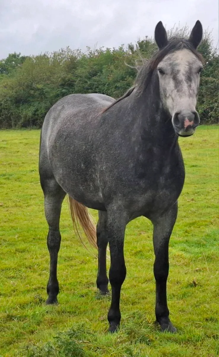 Quality 3 Yo Connemara Gelding - Image 3