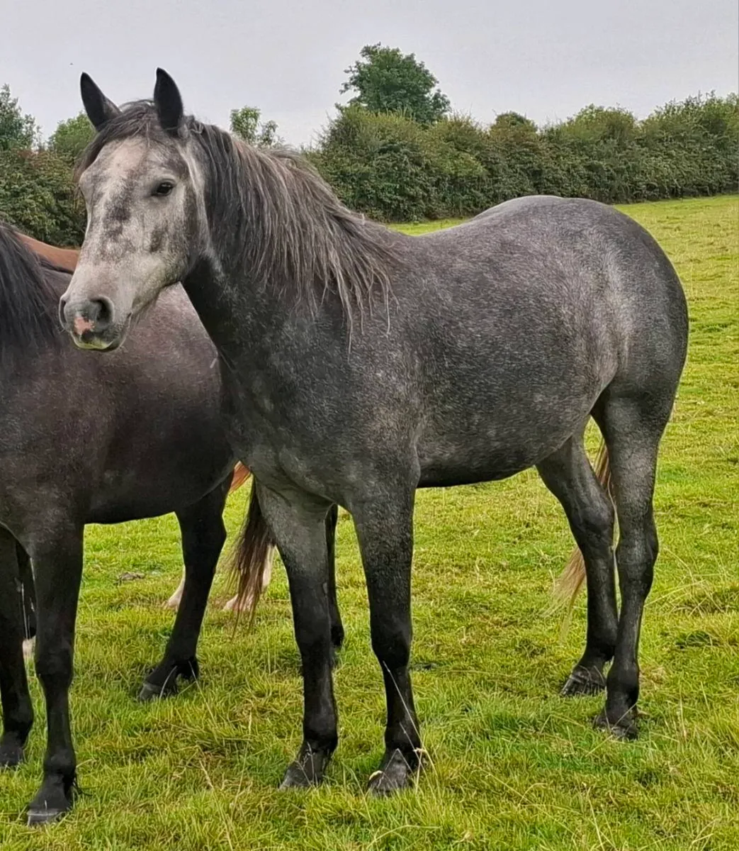 Quality 3 Yo Connemara Gelding - Image 4