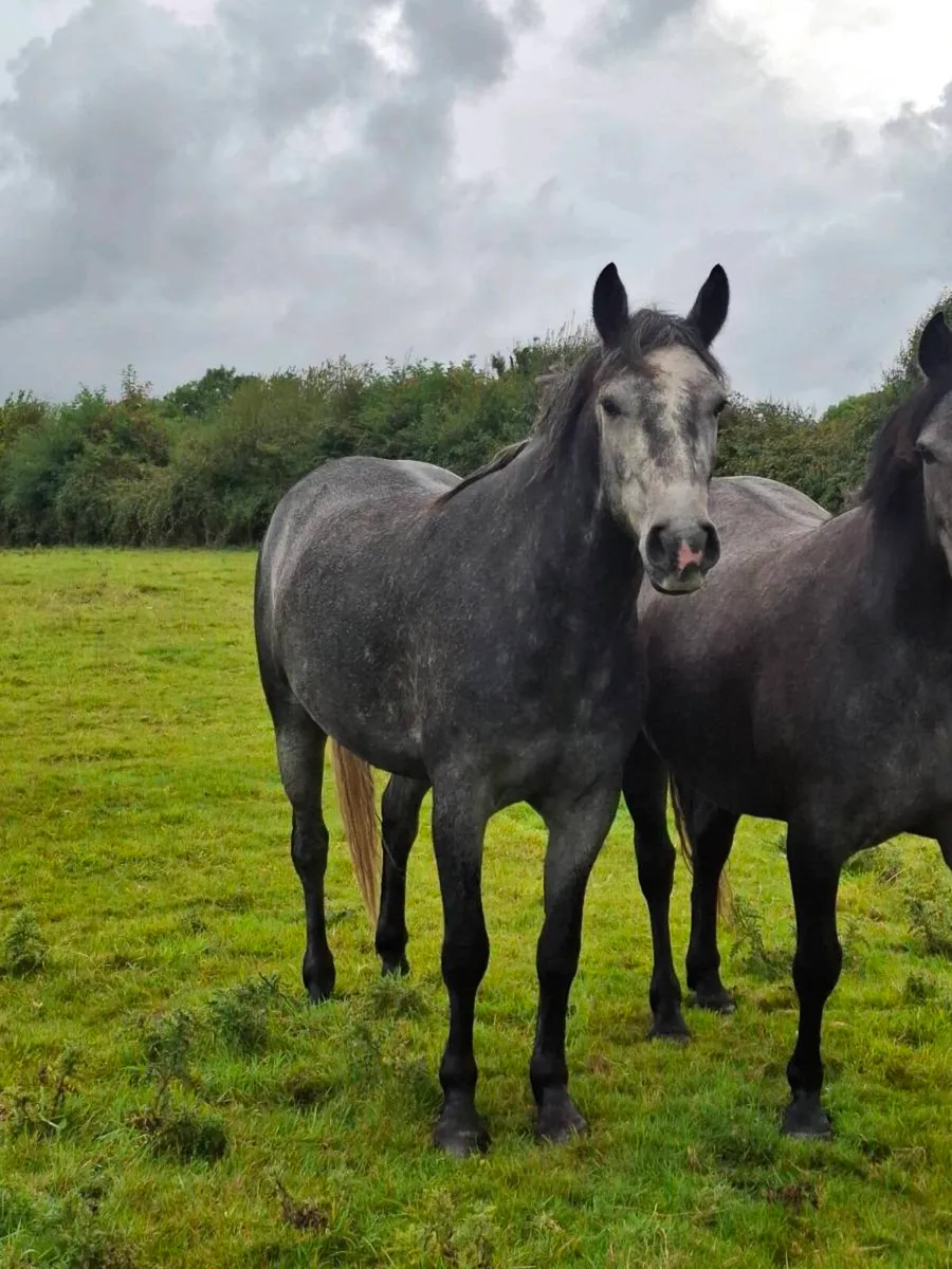 Quality 3 Yo Connemara Gelding - Image 1
