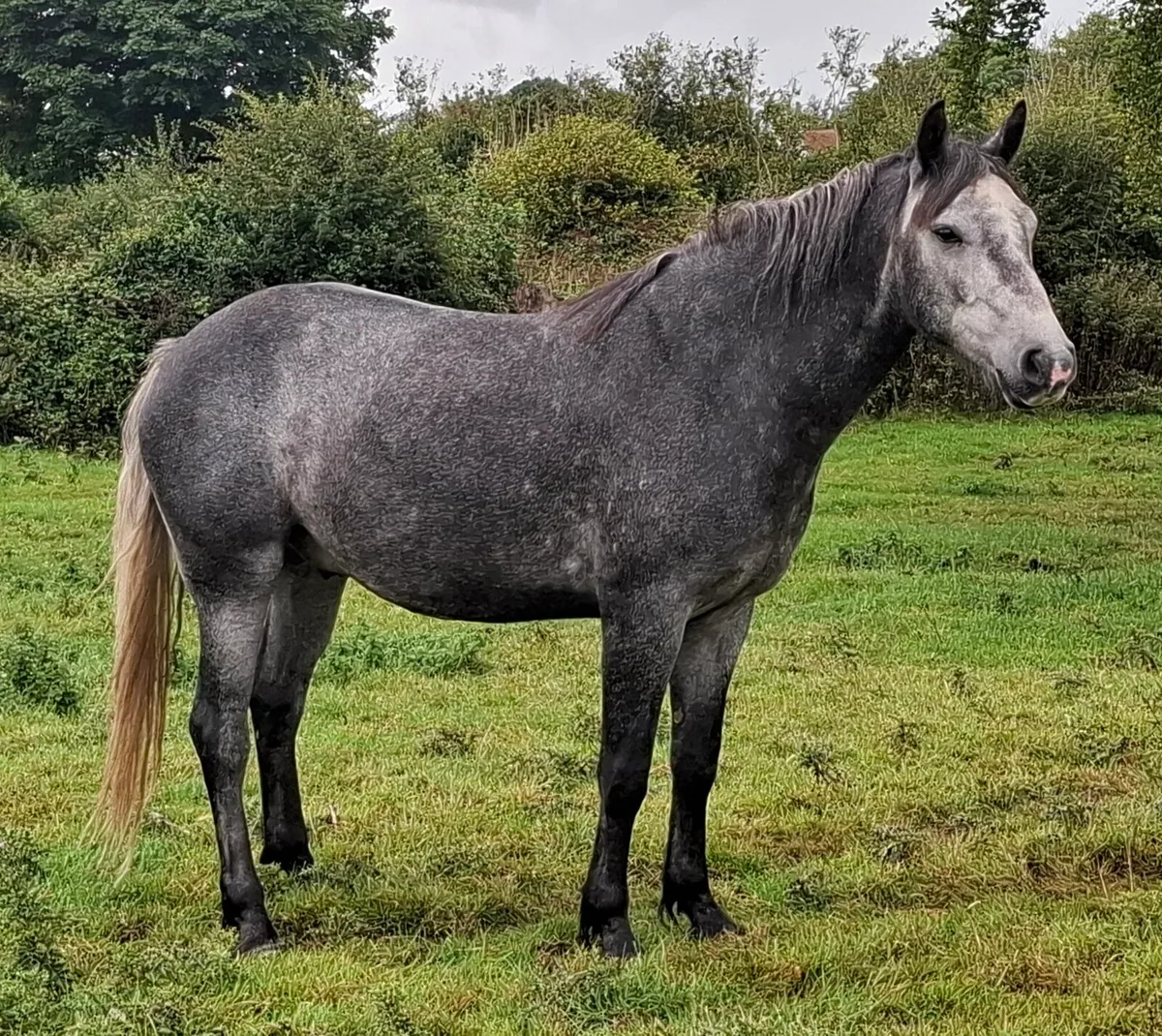 Quality 3 Yo Connemara Gelding - Image 2