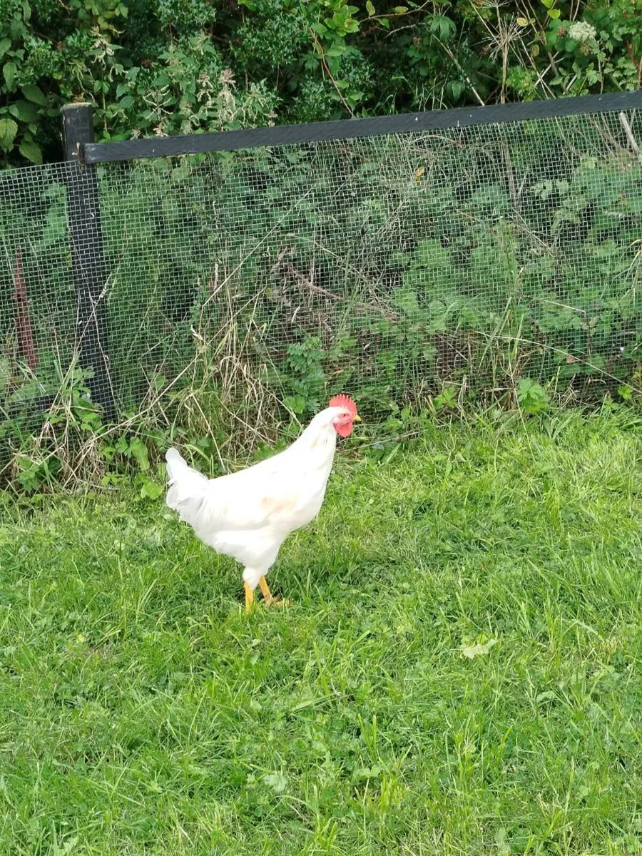 Full bred young roosters - Image 1