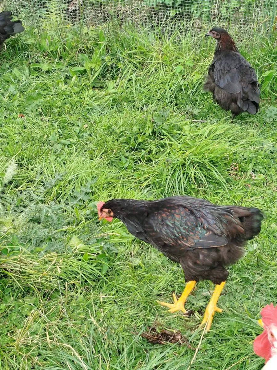 Full bred young roosters - Image 2