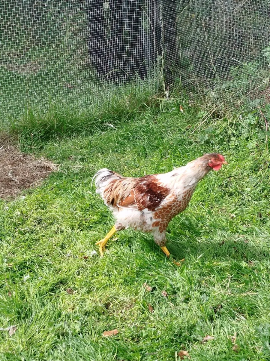 Full bred young roosters - Image 3